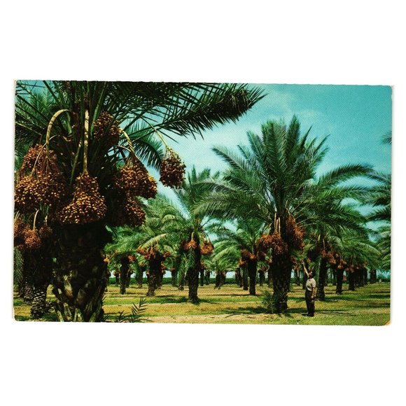 Vintage Postcard Date Grove Farmer Palm Trees Roadside Attraction Fruit Food - Picture 1 of 2